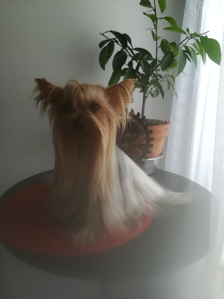 The foling love Nala